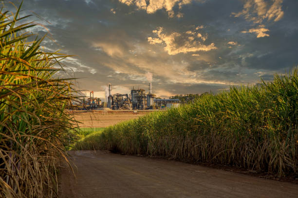istock sugar cane industry factory structure 1195289811