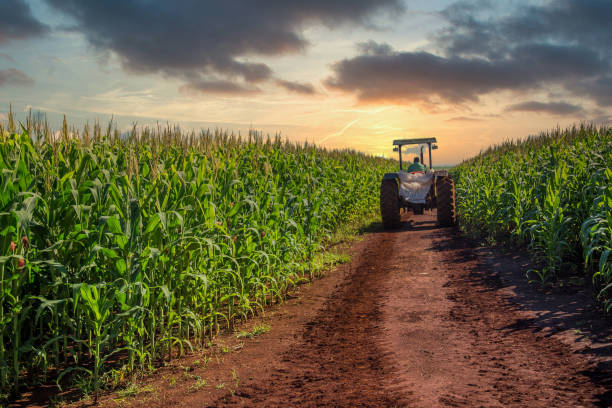 cornfield plantacji zachód słońca piękny - tractor green farm corn zdjęcia i obrazy z banku zdjęć