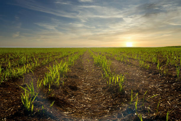 zuckerrohr plantage feld sonnenuntergang - biomasse erneuerbarkeit fotos stock-fotos und bilder