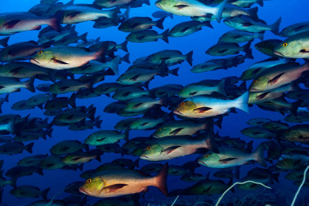 istock Spawning Twinspot Snappers Lutjanus bohar Two Days before Full Moon, Palau, Micronesia 1195290911