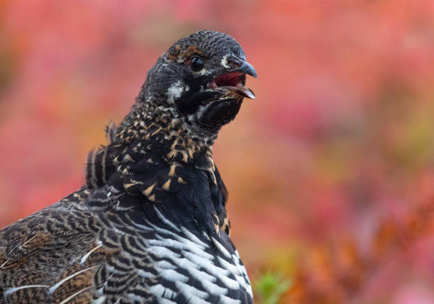 spruce grouse, falcipennis canadensis, no outono - grouse spruce tree bird camouflage - fotografias e filmes do acervo