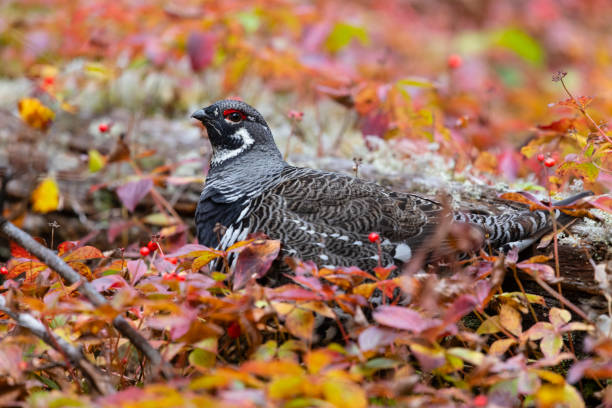spruce grouse, falcipennis canadensis, no outono - grouse spruce tree bird camouflage - fotografias e filmes do acervo