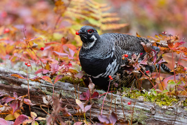 perdiz do abeto que come a fruta vermelha, canadensis do falcipennis, na queda - grouse spruce tree bird camouflage - fotografias e filmes do acervo