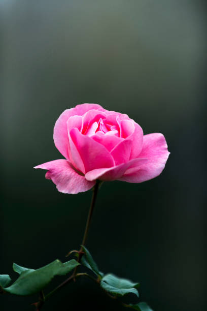 Close-up pink rose on blurred background.