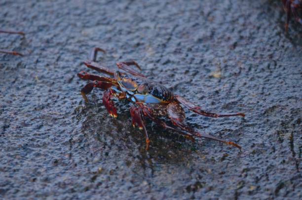 istock Galapagos Crab on wet dark grey rock 1195292404