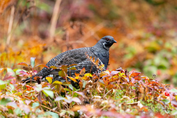 spruce grouse, falcipennis canadensis, no outono - grouse spruce tree bird camouflage - fotografias e filmes do acervo