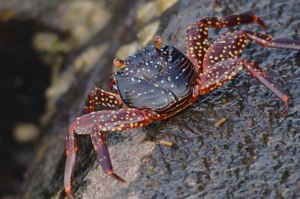 istock Galapagos Crab on wet dark grey rock 1195292489