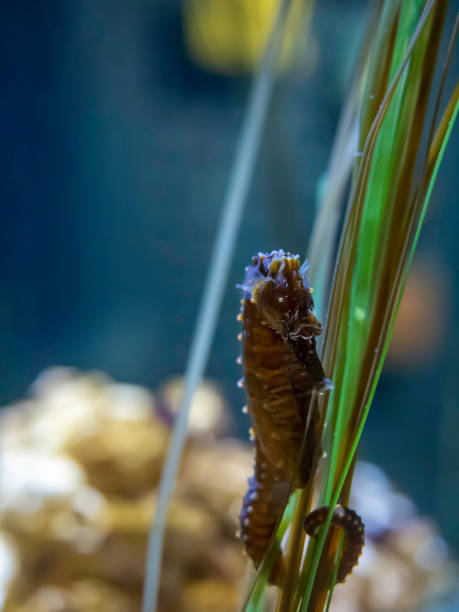 istock A small seahorse in a home aquarium setting 1195292532