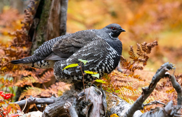 spruce grouse, falcipennis canadensis, no outono - grouse spruce tree bird camouflage - fotografias e filmes do acervo
