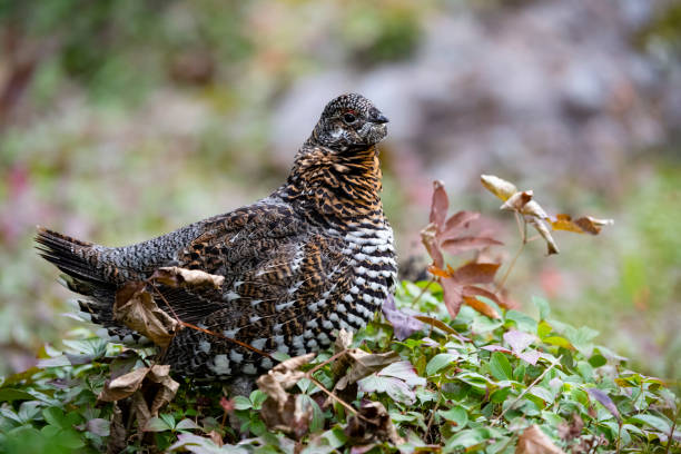 spruce grouse, falcipennis canadensis, no outono - grouse spruce tree bird camouflage - fotografias e filmes do acervo