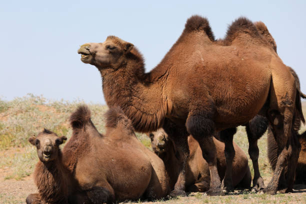 istock Mongolian Camels in Gobi Desert 1195292646