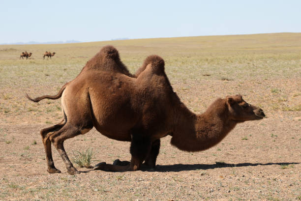 istock Mongolian Camels in Gobi Desert 1195292653