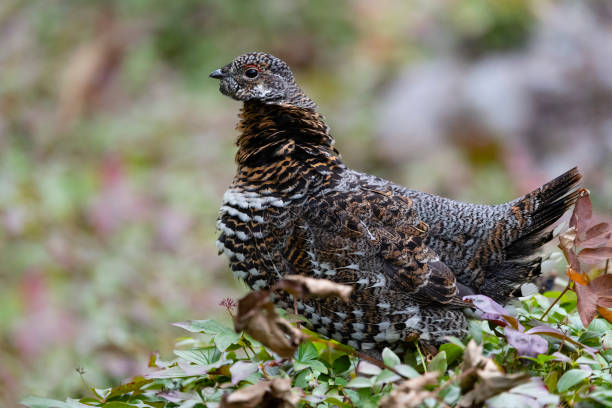 spruce grouse, falcipennis canadensis, no outono - grouse spruce tree bird camouflage - fotografias e filmes do acervo