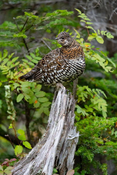 spruce grouse, falcipennis canadensis, no outono - grouse spruce tree bird camouflage - fotografias e filmes do acervo