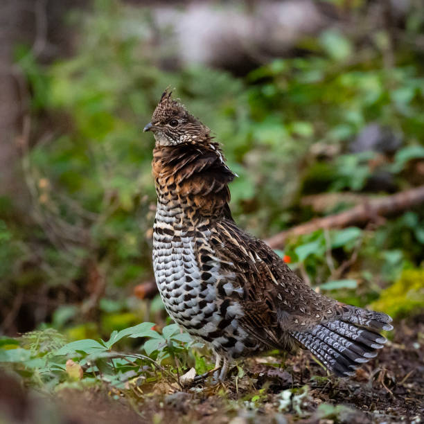 spruce grouse, falcipennis canadensis, no outono - grouse spruce tree bird camouflage - fotografias e filmes do acervo