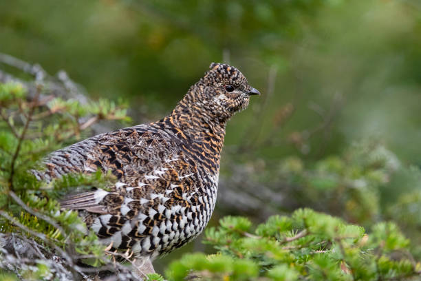 istock Spruce grouse, falcipennis canadensis, in fall 1195293840