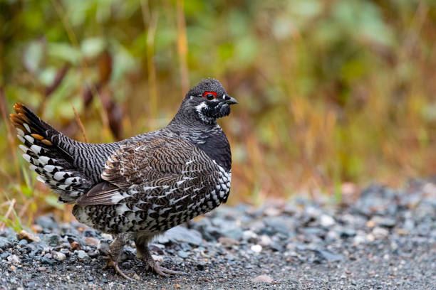 spruce grouse, falcipennis canadensis, no outono - grouse spruce tree bird camouflage - fotografias e filmes do acervo