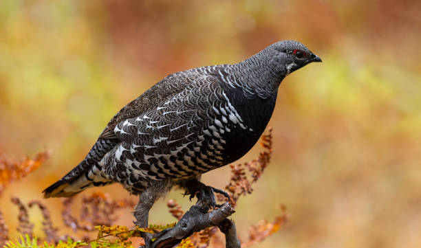 spruce grouse, falcipennis canadensis, no outono - grouse spruce tree bird camouflage - fotografias e filmes do acervo