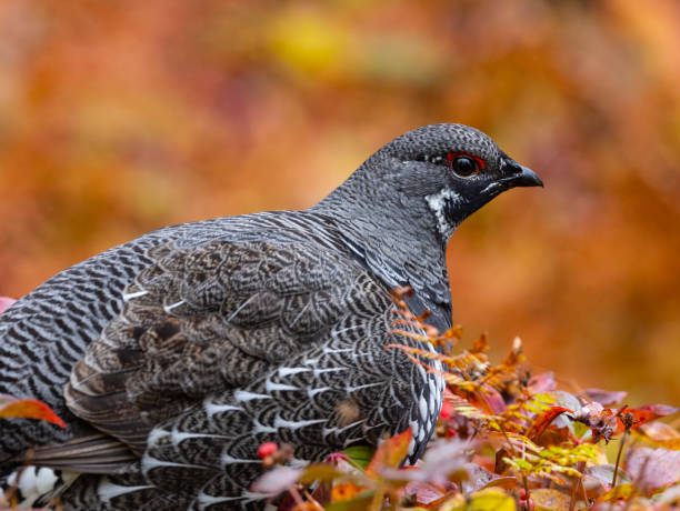 spruce grouse, falcipennis canadensis, no outono - grouse spruce tree bird camouflage - fotografias e filmes do acervo