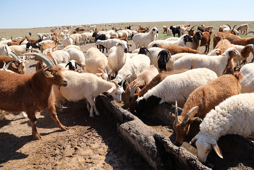 Mongolian Goats and Sheep in Gobi Desert\nMongolia