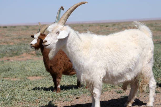 istock Mongolian Goats in Gobi Desert 1195297823