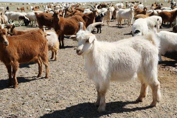Mongolian Goats and Sheep in Gobi DesertMongolia