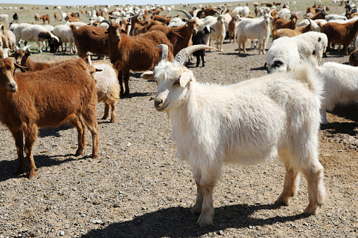 Mongolian Goats and Sheep in Gobi Desert\nMongolia