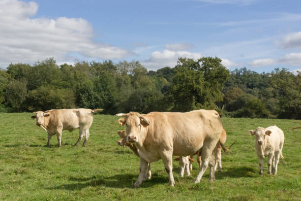 istock Herd of cows and calves on a summer pasture 1195298091
