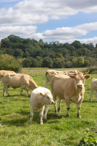istock Herd of cows and calves on a summer pasture 1195298111