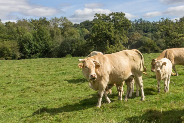 istock Herd of cows and calves on a summer pasture 1195298116