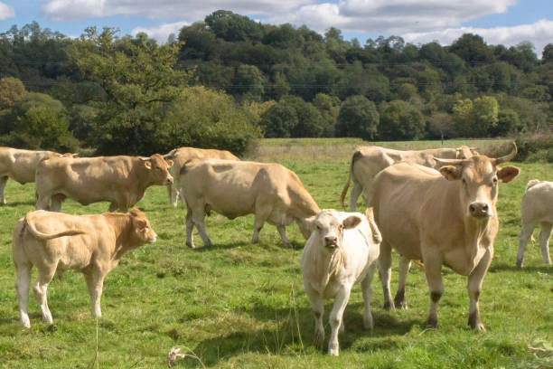istock Herd of cows and calves on a summer pasture 1195298117