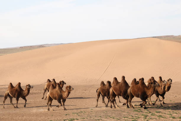 istock Mongolian Camels in Gobi Desert 1195299430