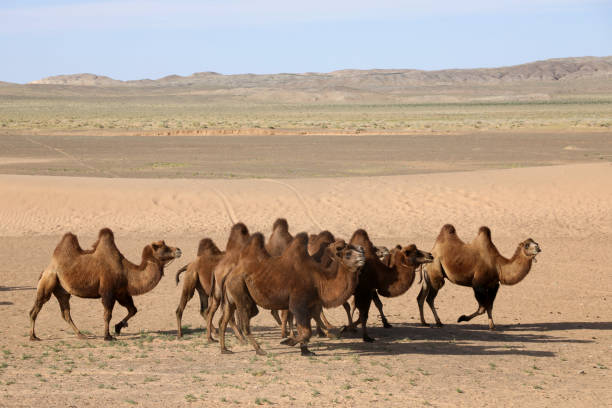 istock Mongolian Camels in Gobi Desert 1195299431