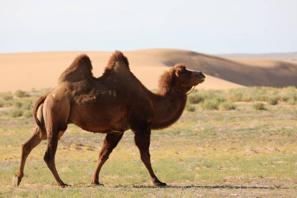 монгольские верблюды в пустыне гоби - bactrian camel camel independent mongolia gobi desert стоковые фото и изображения