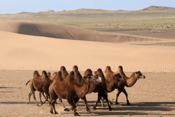 istock Mongolian Camels in Gobi Desert 1195299460