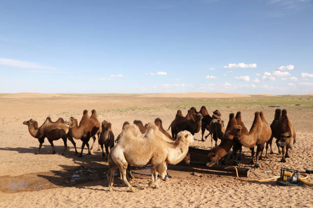 istock Mongolian Camels in Gobi Desert 1195299492
