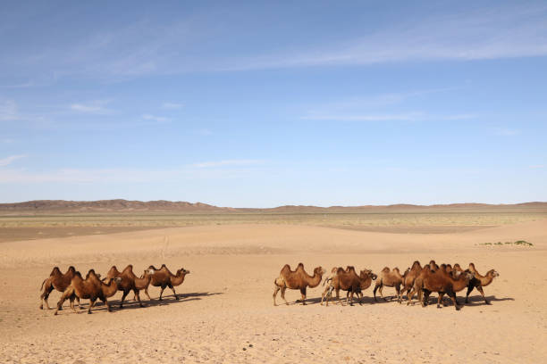 istock Mongolian Camels in Gobi Desert 1195299497