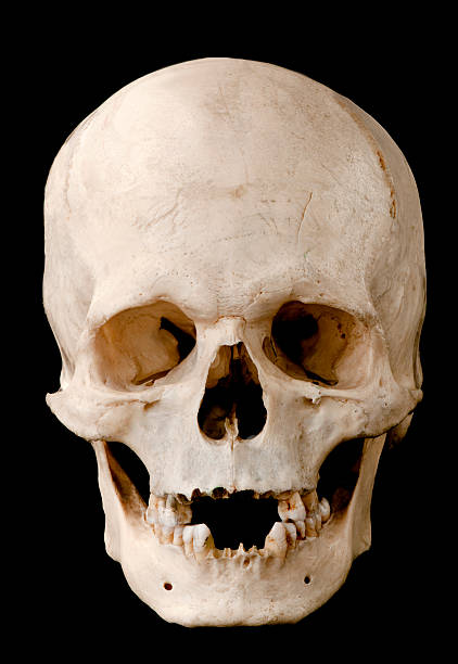 istock Toothless skull full face.  on black. 119529957