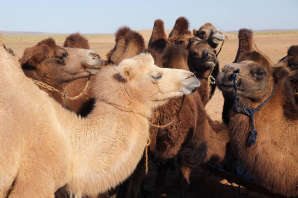 istock Mongolian Camels in Gobi Desert 1195300032
