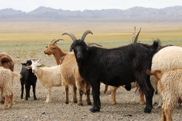 Mongolian Goats in Gobi Desert\nMongolia
