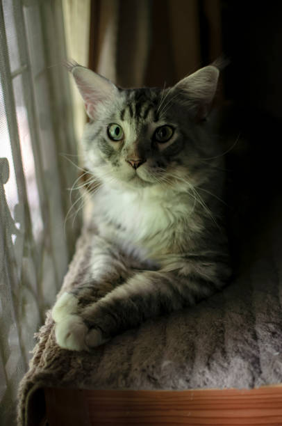 istock Domestic pedigree Maine Coon cat. 1195300408