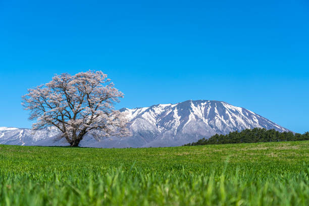 istock Lonesome Cherry Blossom in springtime sunny day morning and clear blue sky 1195306754