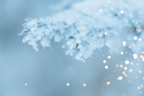 istock Christmas background with snowy fir trees 1195306889