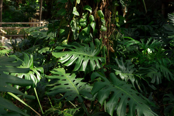 istock Adam's rib plant in forest 1195307638