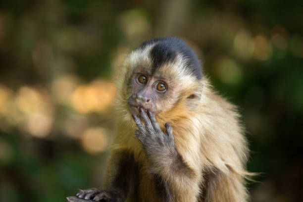 Baby nail monkey sucking fingers Sapajus apella capuchin monkey stock pictures, royalty-free photos & images