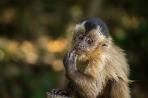 指を吸う赤ちゃん爪猿 - brown capuchin monkey ストックフォトと画像
