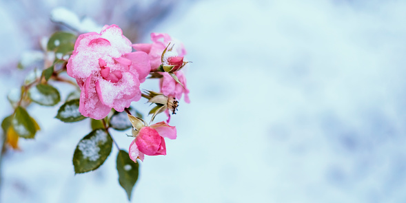 Banner of frozen and wilted pink rose under snow. Winter nature background with copyspace. Stock photography.