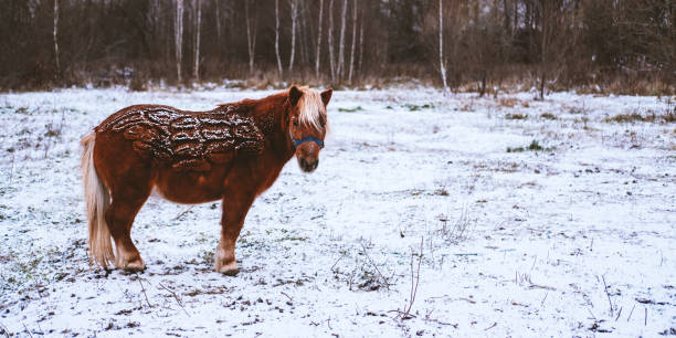 Thoroughbred pony on snow farm side view. Winter countryside landscape background with copyspace. Ecologicaly clean and horseback riding concept