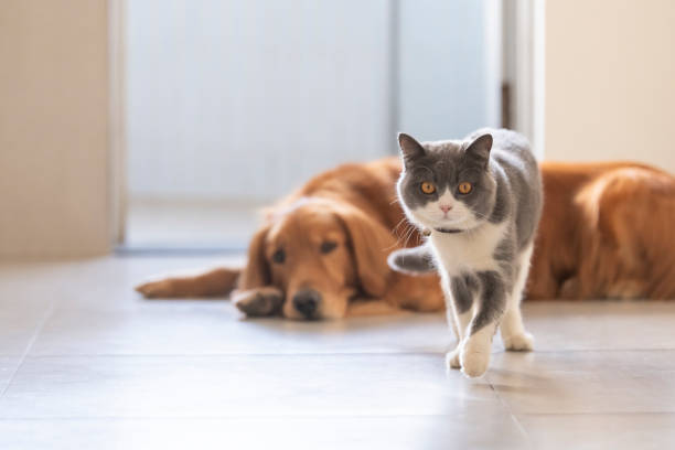 istock British shorthair and golden retriever friendly 1195309140