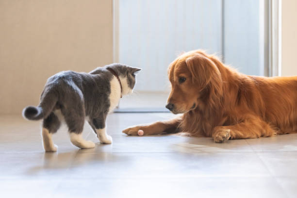 istock British shorthair and golden retriever friendly 1195309141